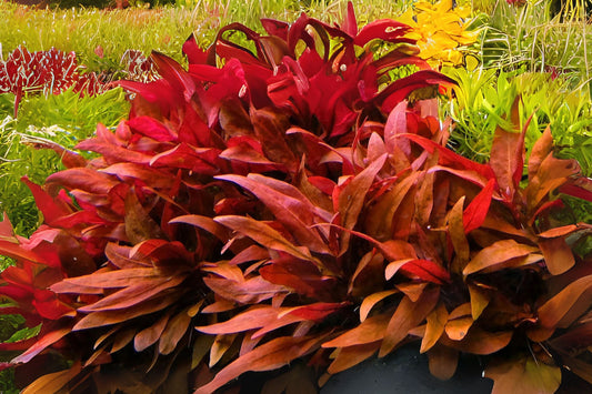 Alternanthera Reineckii Mini Aquatic Plant Portion Cup 3.5 oz - Freshwater Aquarium Live Plant