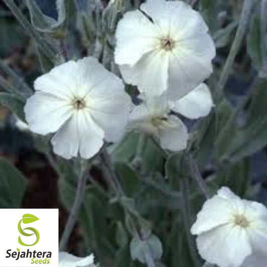 White Rose Campion Seeds {Lychnis coronaria alba} 50+ Pre-Stratified