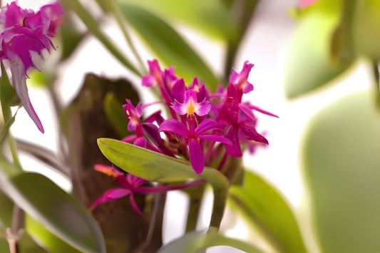 Rare Pink Orchid Plant - Epidendrum Joseff Leii - Easy Care Fire Star Orchid - Stunning Blooms for Indoor & Outdoor Gardens