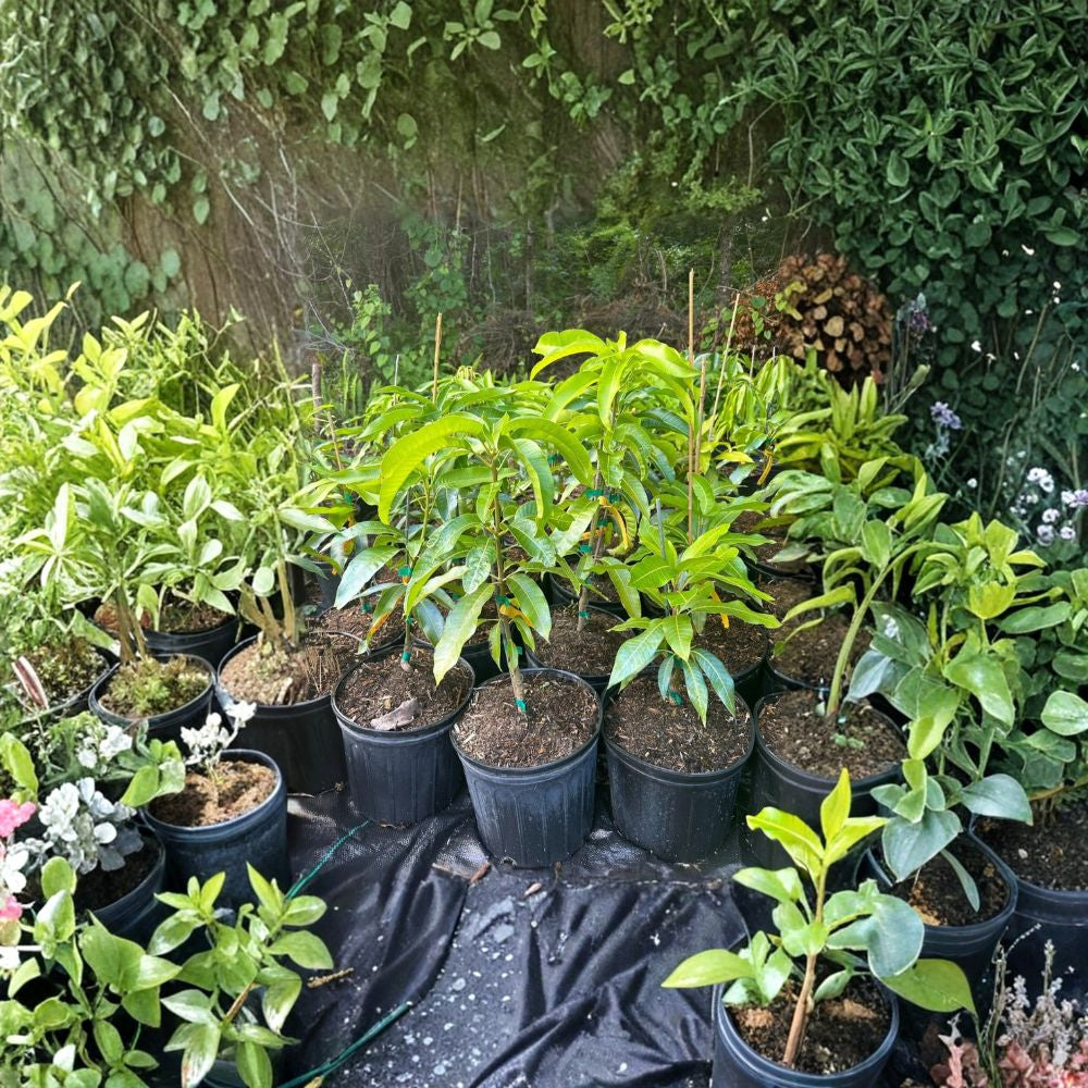 Choc Anon “Miracle” Mango Tree – Mangifera indica Grafted Live Tree | 2–4 Feet Tall | Thai Double-Crop Variety  Sweet & Fiberless | Honey Flavor | Ships to All States
