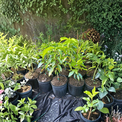 Choc Anon “Miracle” Mango Tree – Mangifera indica Grafted Live Tree | 2–4 Feet Tall | Thai Double-Crop Variety  Sweet & Fiberless | Honey Flavor | Ships to All States