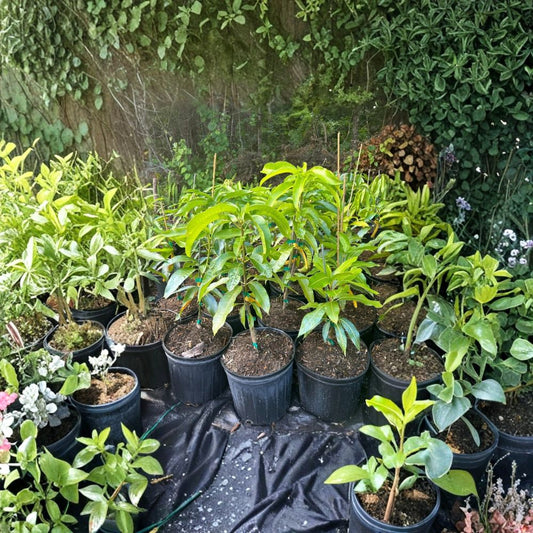Choc Anon “Miracle” Mango Tree – Mangifera indica Grafted Live Tree | 2–4 Feet Tall | Thai Double-Crop Variety  Sweet & Fiberless | Honey Flavor | Ships to All States