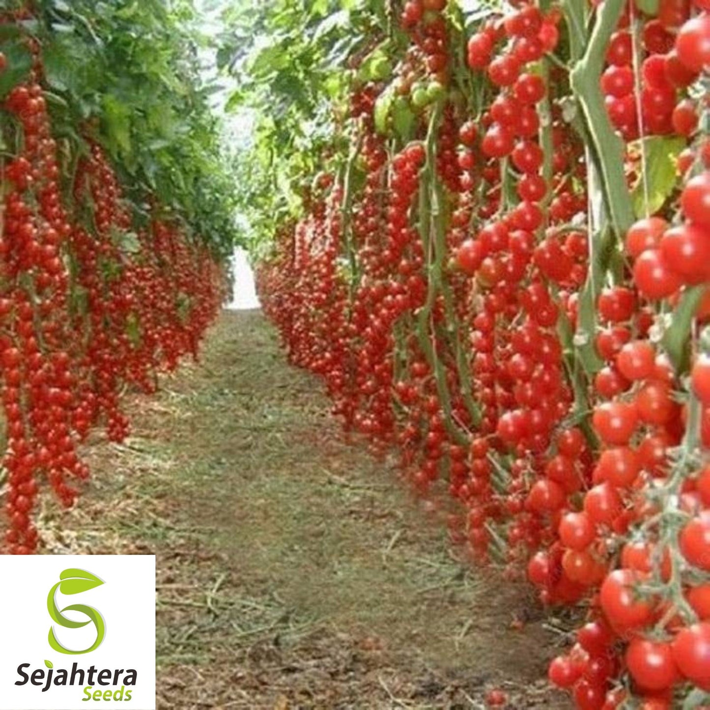 Tomato Tree Seeds - 10+ Rare, Huge 15-Foot Vines, High-Yield & Unique Variety