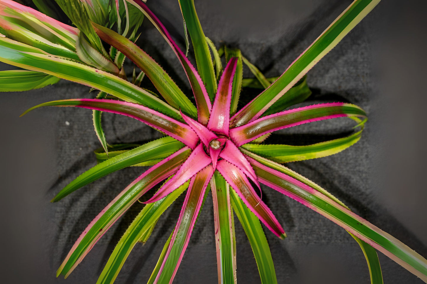 Neoregelia Eleuthropetala Albo Bromeliad 5" Pot - Rare Variegated Pink Center Collectors Plant, Tropical Houseplant