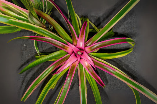 Neoregelia Eleuthropetala Albo Bromeliad 5" Pot - Rare Variegated Pink Center Collectors Plant, Tropical Houseplant