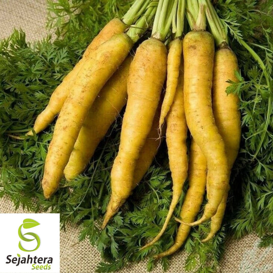 Solar Yellow Carrot Seeds 400+ | Sweet Heirloom Vegetable Garden NON-GMO USA