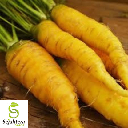 Solar Yellow Carrot Seeds 400+ | Sweet Heirloom Vegetable Garden NON-GMO USA