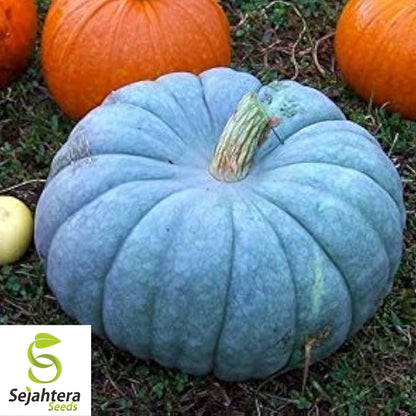 10 Jarrahdale Blue Pumpkin Seeds - Cucurbita Maxima, Heirloom, Non-GMO