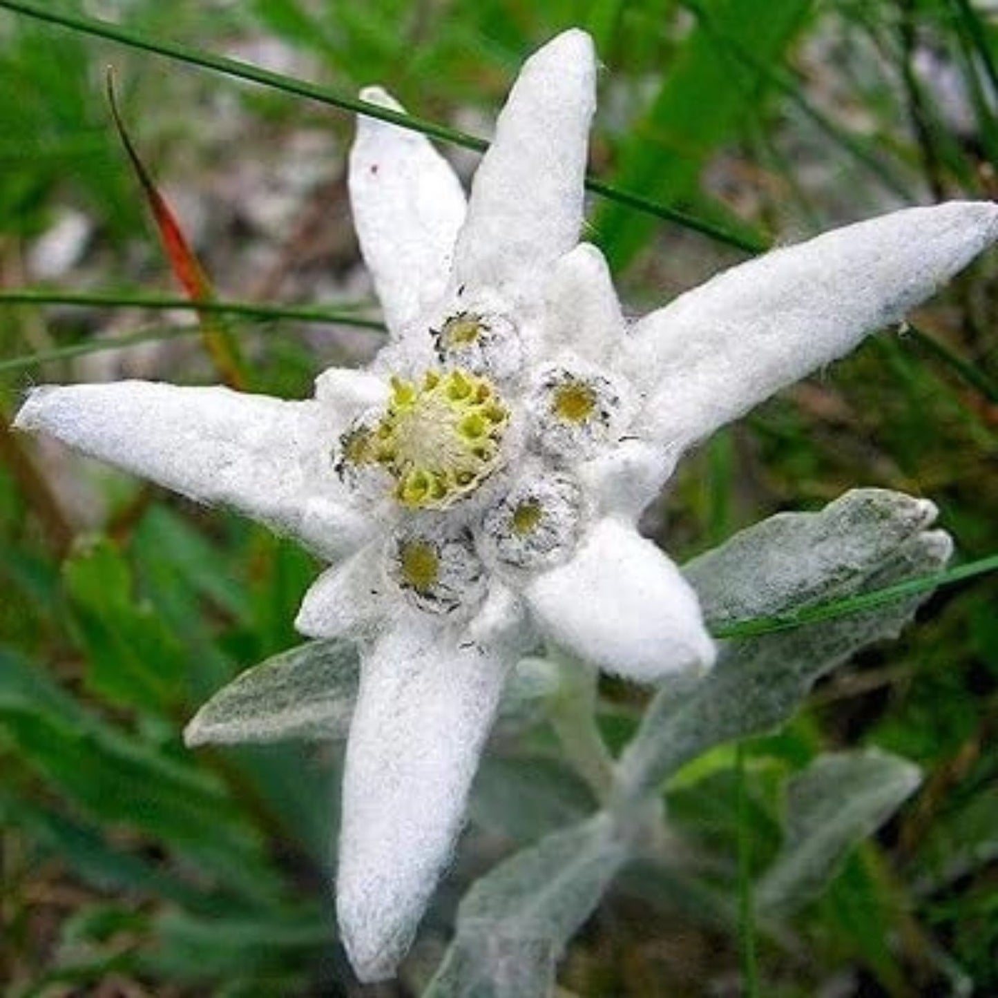 200+ Edelweiss Herb Seeds {Leontopodium Alpinum} | Alpine Perennial