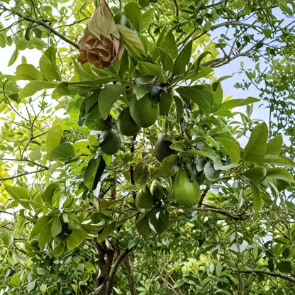 Organic Avozilla Avocado Tree – Persea americana Grafted Live Plant | Approx. 3 Feet Tall | Non-GMO | Naturally Grown  World’s Largest Avocado Variety | Vigorous Growth | Premium Grafted Tree