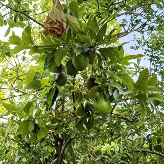 Organic Avozilla Avocado Tree – Persea americana Grafted Live Plant | Approx. 3 Feet Tall | Non-GMO | Naturally Grown  World’s Largest Avocado Variety | Vigorous Growth | Premium Grafted Tree
