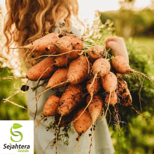 150+ Oxheart Orange Carrot Seeds - Non-GMO, Sweet Heirloom Vegetable