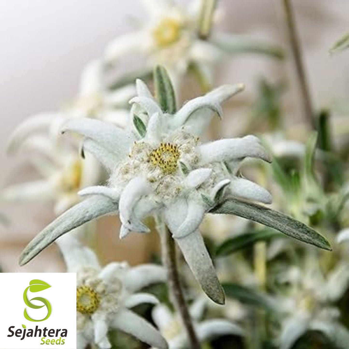 200+ Edelweiss Herb Seeds {Leontopodium Alpinum} | Alpine Perennial