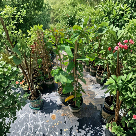 Passion Flower Crimson Vine – Passiflora spp. Live Flowering Vine | 2 Feet Tall | Ships in 6 Inch Pot  Exotic Crimson Blooms | Fast Growing Climber | Perfect for Trellis or Fence
