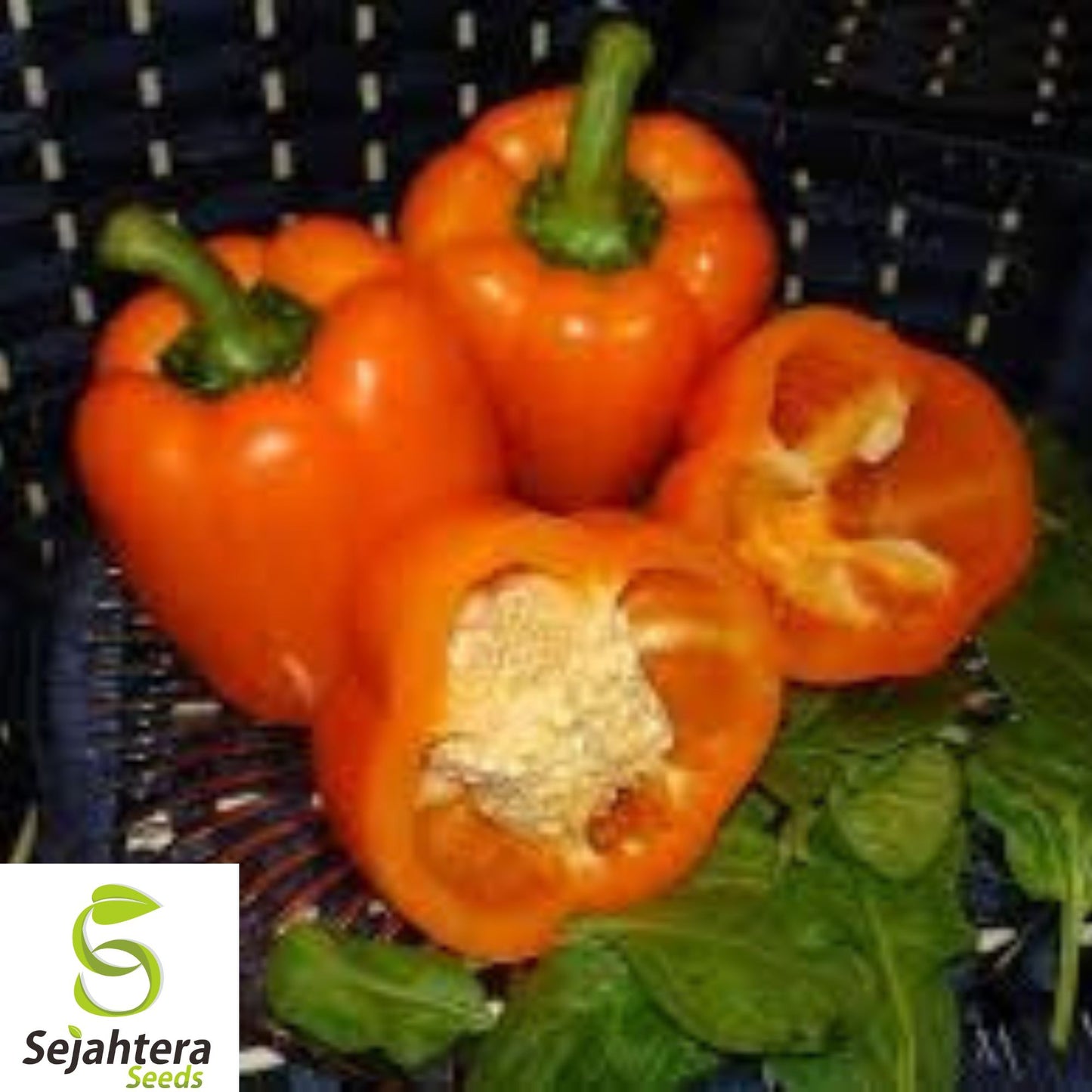 30+ Orange King Bell Pepper Seeds - Heirloom, Organic, Non-GMO, Sweet & Fresh