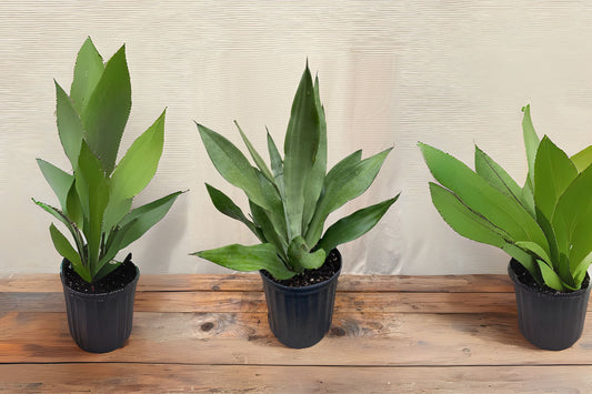 Moonshine Snake Plant Large - Sansevieria Moonshine - Rare Silvery Foliage - Easy Care Air Purifying Plant in 6" Pot