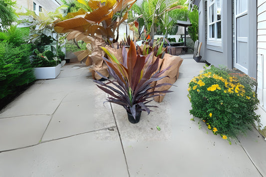 Cordyline 'Black Magic' 14" Pot - Tropical Evergreen Shrub for Indoor/Outdoor Garden - Hardy Plant - Cordyline fruticosa