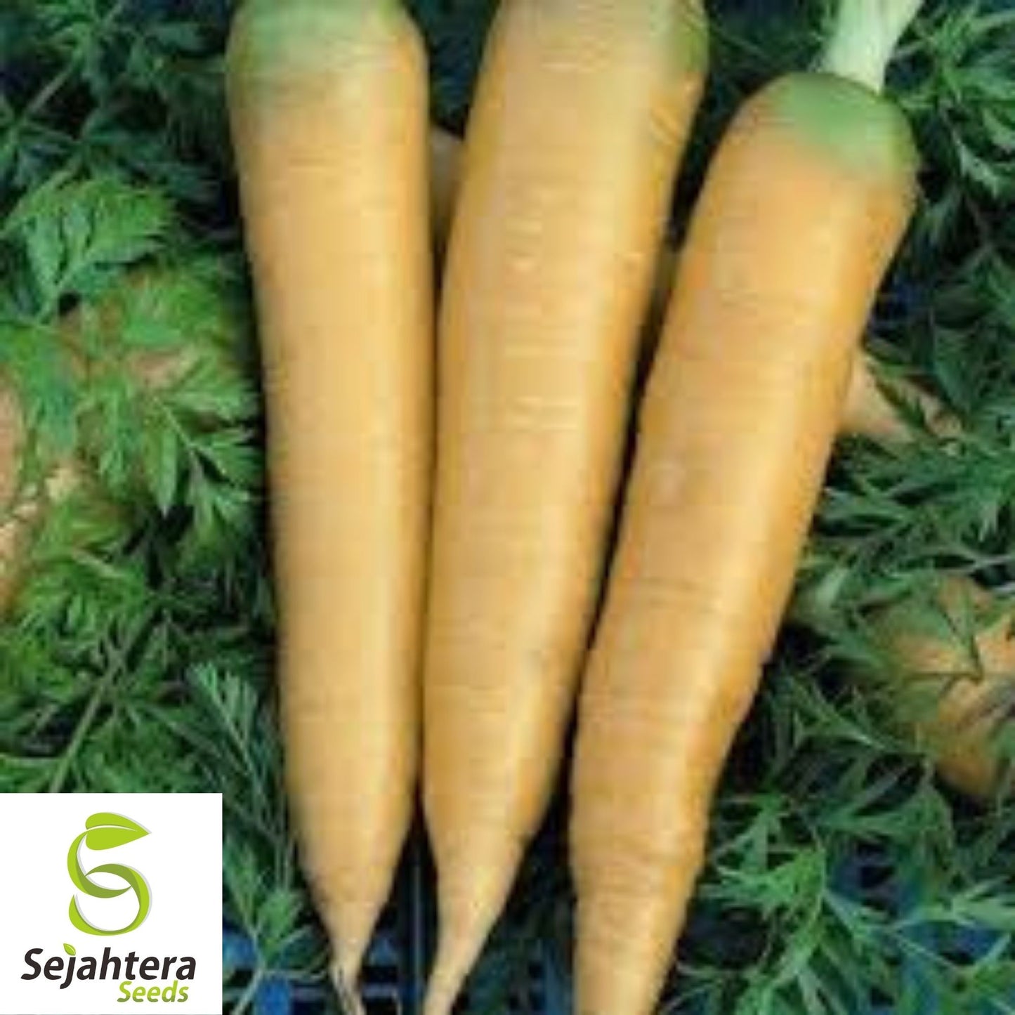 Solar Yellow Carrot Seeds 400+ | Sweet Heirloom Vegetable Garden NON-GMO USA