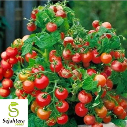 Tomato Tree Seeds - 10+ Rare, Huge 15-Foot Vines, High-Yield & Unique Variety