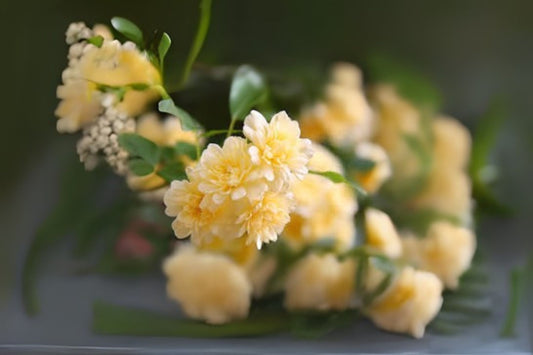 Lady Banks Rose Cuttings (6) - Tombstone Rose Yellow - Rosa banksiae - Ideal for Rooting and Cultivation