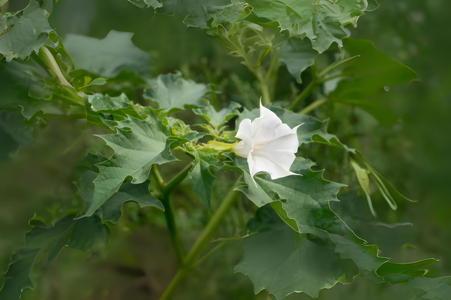 Jimson Weed, Thorn Apple (Datura stramonium)