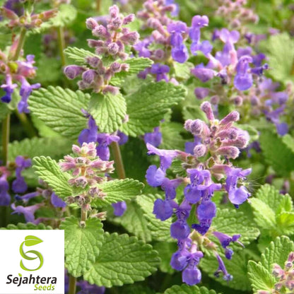 150 Lemon Balm Herb Seeds - Non-GMO, Aromatic & Versatile Medicinal Herb