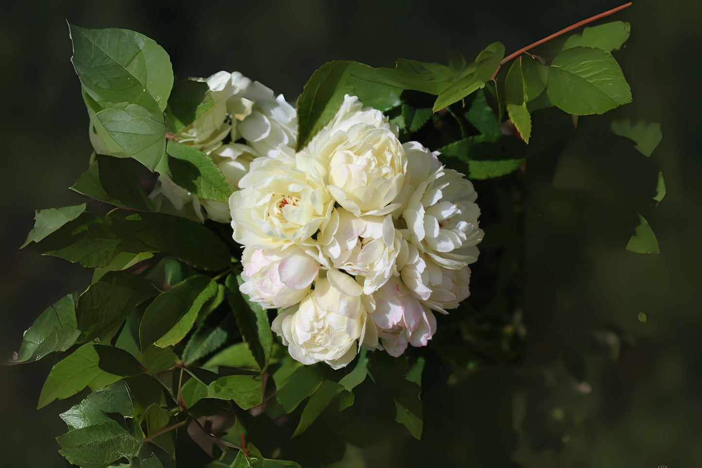 Lady Banks Rose Cuttings - 6 Tombstone Rose White Cuttings (Rosa banksiae) for Rooting - Easy to Grow, Fast Shipping