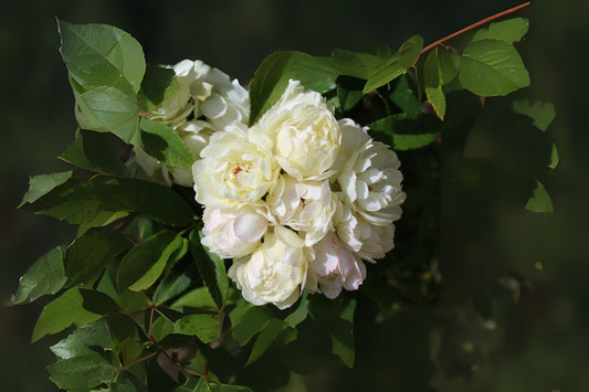 Lady Banks Rose Cuttings - 6 Tombstone Rose White Cuttings (Rosa banksiae) for Rooting - Easy to Grow, Fast Shipping