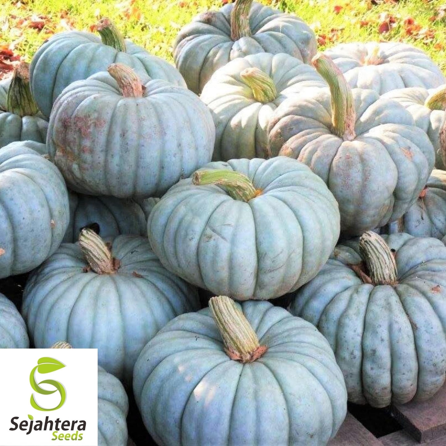 10 Jarrahdale Blue Pumpkin Seeds - Cucurbita Maxima, Heirloom, Non-GMO