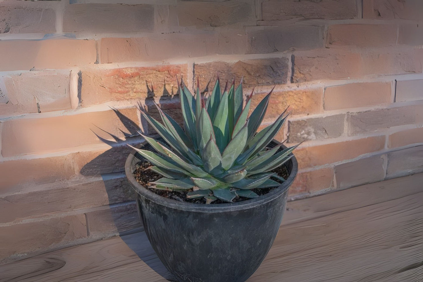 Vibrant Blue Agave Live Plant - 2-3in Pups | Agave Azul Succulent, Agavaceae - Bare Root Shipping Available