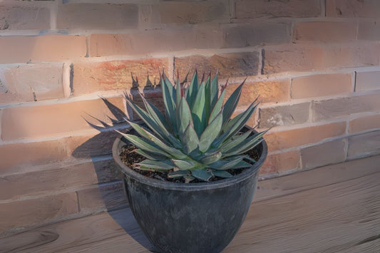 Vibrant Blue Agave Live Plant - 2-3in Pups | Agave Azul Succulent, Agavaceae - Bare Root Shipping Available