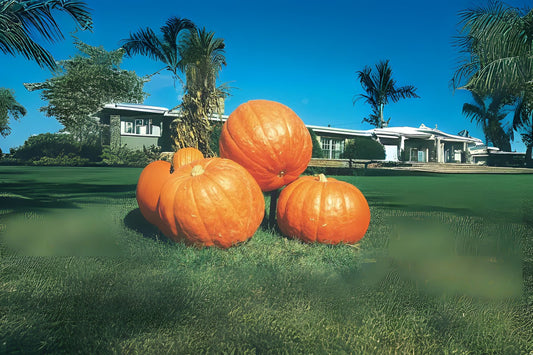 Big Max Pumpkin (Cucurbita pepo 'Big Max')