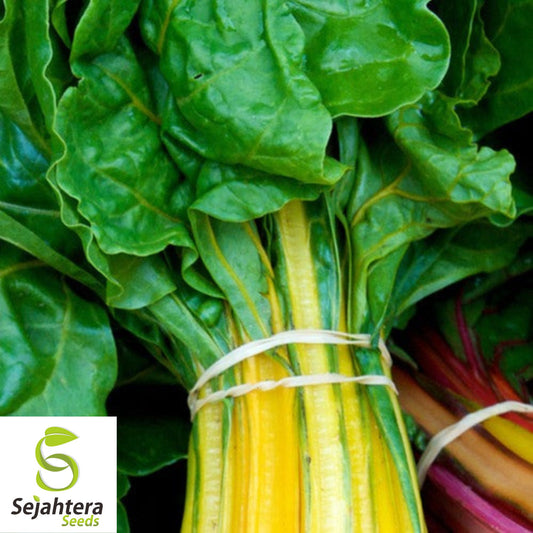 Canary Yellow Swiss Chard Seeds 100 Ct | NON-GMO Vegetable Garden USA