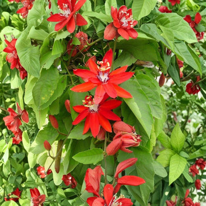 Passion Flower Crimson Vine – Passiflora spp. Live Flowering Vine | 2 Feet Tall | Ships in 6 Inch Pot  Exotic Crimson Blooms | Fast Growing Climber | Perfect for Trellis or Fence