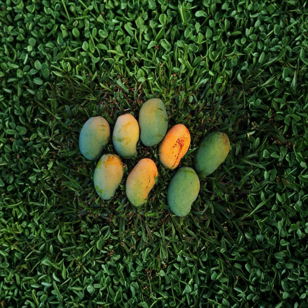 Long Trinidad Mango Tree – Mangifera indica Live Seedling | 8–10 Inches Tall | Rare Caribbean Variety  Polyembryonic | True to Seed | Culinary Favorite