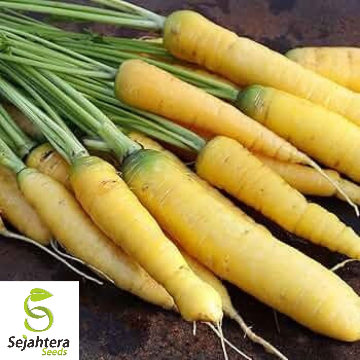 Solar Yellow Carrot Seeds 400+ | Sweet Heirloom Vegetable Garden NON-GMO USA