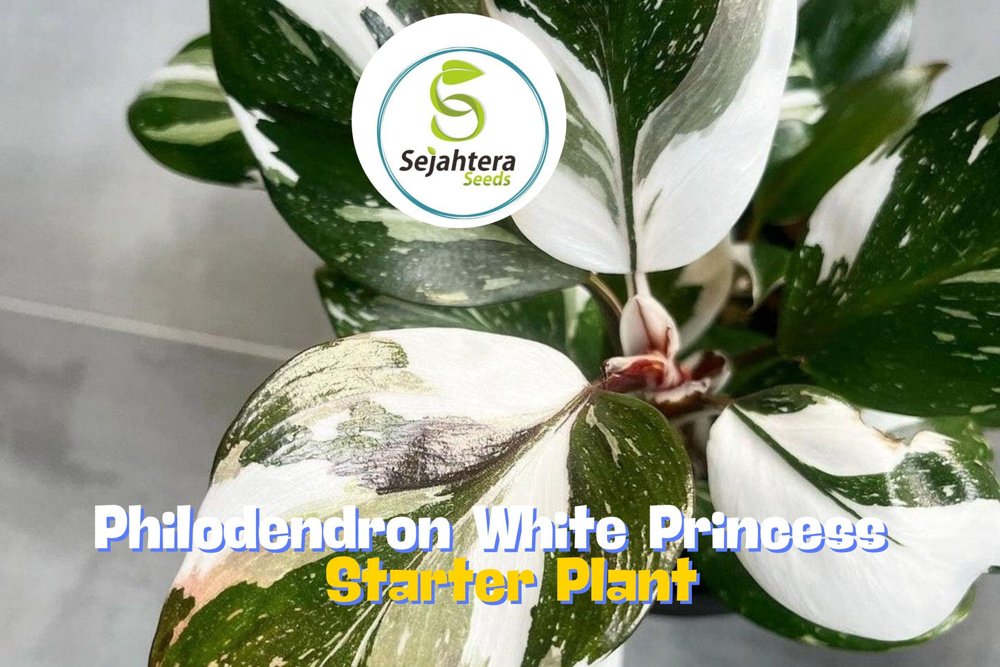 Philodendron White Princess Half Moon – Rare Variegated Aroid in 3" Pot