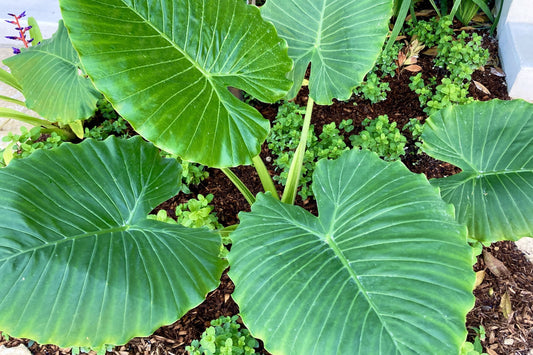 Alocasia Odora ‘California’ Dwarf Elephant Ear Plant in 10" Pot - Tropical Indoor Houseplant, Alocasia macrorrhiza