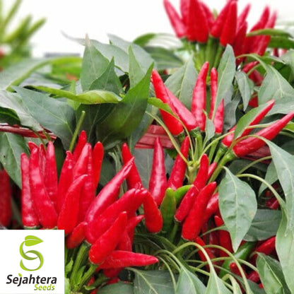 20 Birdseye Pepper Seeds - Non-GMO, Small & Extra Spicy Variety