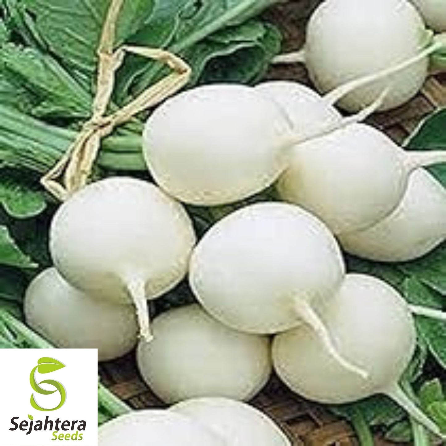 Radish Seeds Hailstone White 200 Ct | Vegetable Garden NON-GMO USA