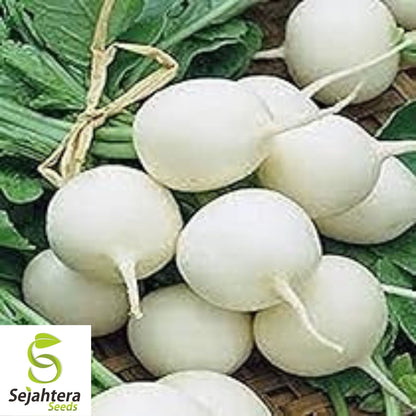 Radish Seeds Hailstone White 200 Ct | Vegetable Garden NON-GMO USA
