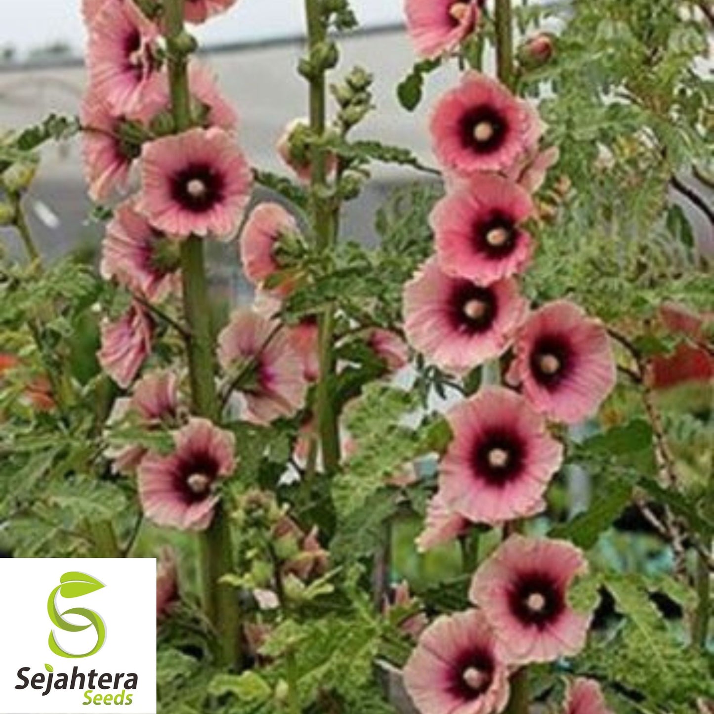 Hollyhock Mix Seeds - 30+ Heirloom, Huge Blooms, Pollinator-Friendly & Rare