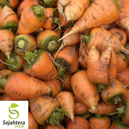 150+ Oxheart Orange Carrot Seeds - Non-GMO, Sweet Heirloom Vegetable