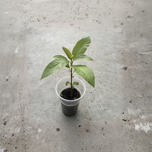 Avocado Tree – Persea americana Live Seedling | 10 Inches Tall | Shipped With Pot  Compact Starter Plant | Easy to Grow | Great for Containers