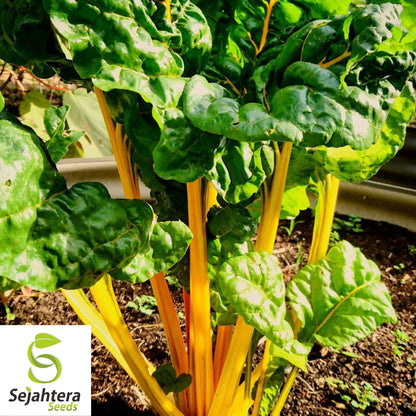 Canary Yellow Swiss Chard Seeds 100 Ct | NON-GMO Vegetable Garden USA