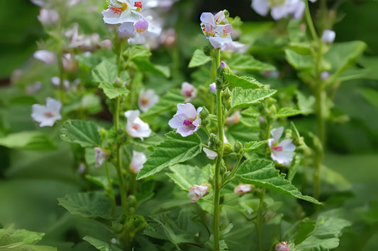 Common Marshmallow (Althaea officinalis)