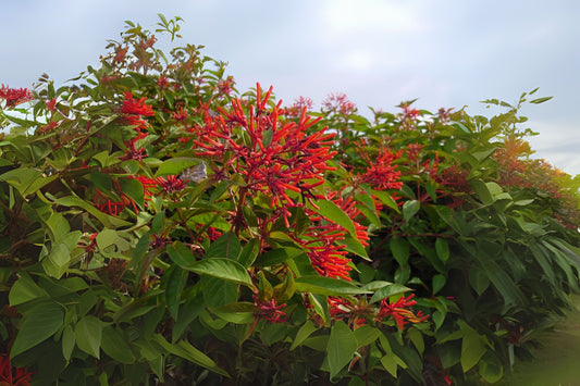 Firebush Plant Starter - 1 Gallon - Bright Red-Orange Blooms - Butterfly Magnet - Hamelia patens - Drought Tolerant, Pollinator Friendly