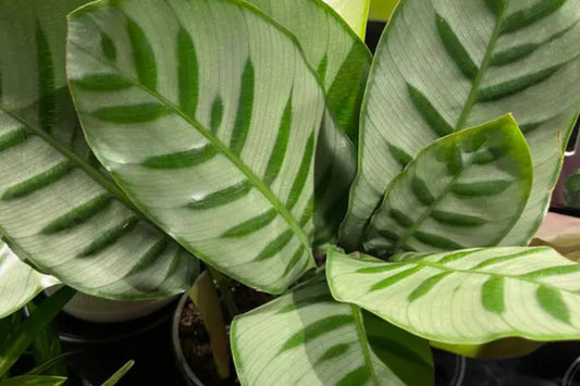 Goepperia Calathea Bella Carlina - 6" Pot - Rare Houseplant - Perfect for Indoor Decor - Calathea Genus