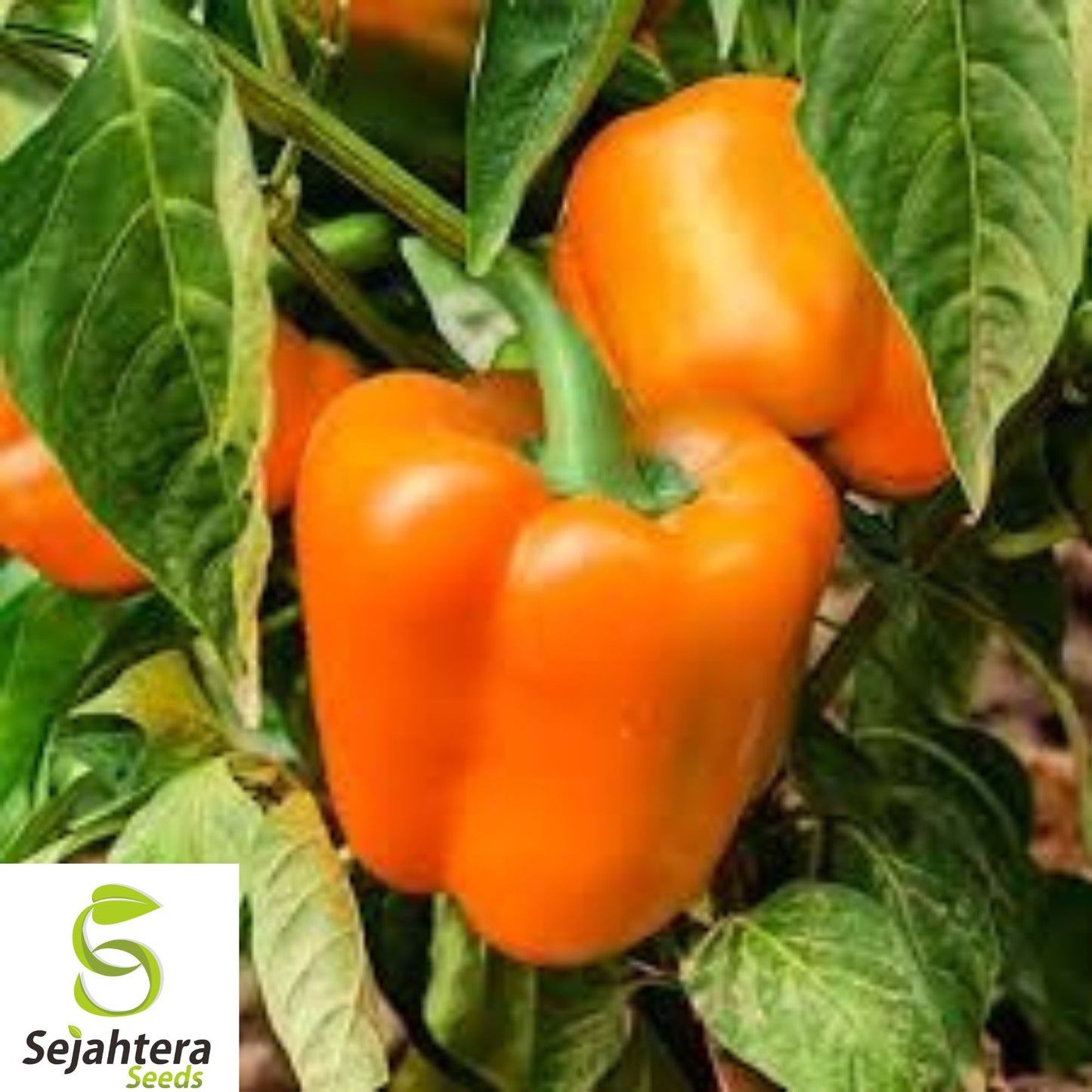 30+ Orange King Bell Pepper Seeds - Heirloom, Organic, Non-GMO, Sweet & Fresh
