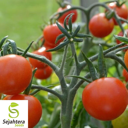 Tomato Tree Seeds - 10+ Rare, Huge 15-Foot Vines, High-Yield & Unique Variety